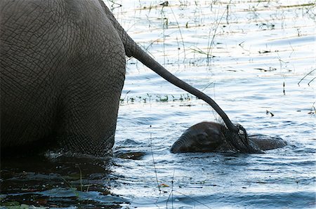 simsearch:614-03784234,k - Elephant (Loxodonta africana) and calf, walking through water, Abu Camp, Okavango Delta, Botswana Photographie de stock - Premium Libres de Droits, Code: 614-08990281