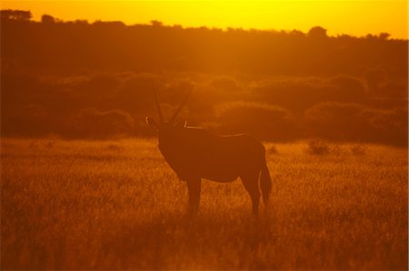 simsearch:649-07065267,k - Gemsbok (Oryx gazella), Deception Valley, Central Kalahari Game Reserve, Botswana Photographie de stock - Premium Libres de Droits, Code: 614-08990294