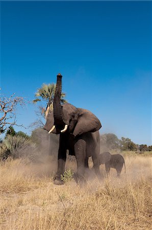 simsearch:614-03784234,k - Elephant and calf (Loxodonta africana), Abu Camp, Okavango Delta, Botswana Photographie de stock - Premium Libres de Droits, Code: 614-08990298