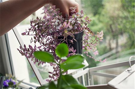 pot plant on window sill - Woman's hand removing potted plant from windowsill terrarium Stock Photo - Premium Royalty-Free, Code: 614-08990606