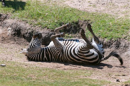 simsearch:851-02963319,k - Common Zebra (Equus quagga), Masai Mara National Reserve, Kenya Foto de stock - Sin royalties Premium, Código: 614-08990634