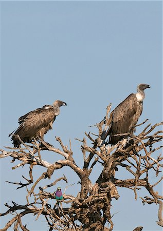 Ruppell's Griffon Vultures (Gyps rueppellii) and Lilac-breasted Roller (Caracias caudata), Masai Mara National Reserve, Kenya Stock Photo - Premium Royalty-Free, Code: 614-08990637