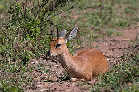 simsearch:614-09110735,k - Steenbok (Raphicerus campestris), Masai Mara National Reserve, Kenya Foto de stock - Sin royalties Premium, Código: 614-08990639