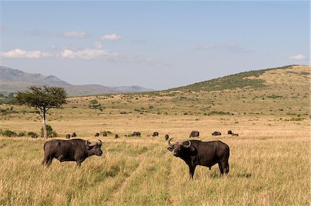 simsearch:614-09110735,k - Cape Buffalos (Syncerus caffer), Masai Mara National Reserve, Kenya Foto de stock - Sin royalties Premium, Código: 614-08990646