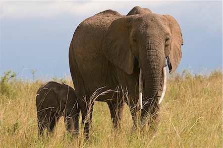 simsearch:862-06542231,k - African Elephant and calf (Loxodonta africana), Masai Mara National Reserve, Kenya Photographie de stock - Premium Libres de Droits, Code: 614-08990643