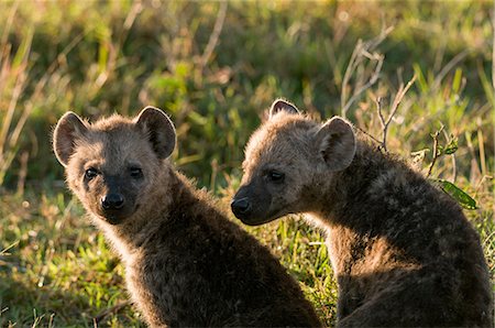 simsearch:614-09110735,k - Spotted Hyaena cubs (Crocuta crocuta), Masai Mara National Reserve, Kenya Foto de stock - Sin royalties Premium, Código: 614-08990653