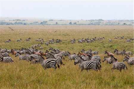 simsearch:841-03673534,k - Common Zebra (Equus quagga) and Topi (Damaliscus korrigum) migrating, Masai Mara National Reserve, Kenya Photographie de stock - Premium Libres de Droits, Code: 614-08990666