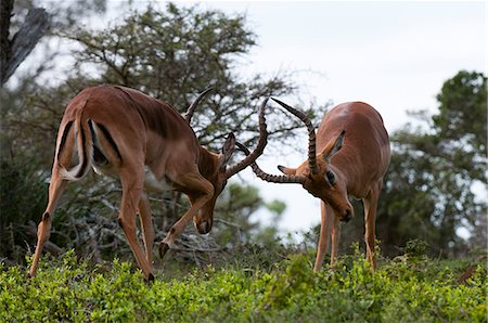 Impala sparring (Aepyceros melampus), Kariega Game Reserve, South Africa Foto de stock - Sin royalties Premium, Código: 614-08990674