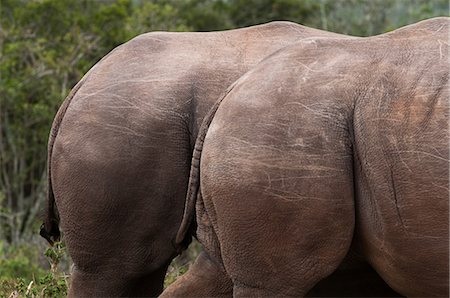 White Rhinoceros (Caratotherium simum), Kariega Game Reserve, South Africa Stock Photo - Premium Royalty-Free, Code: 614-08990673