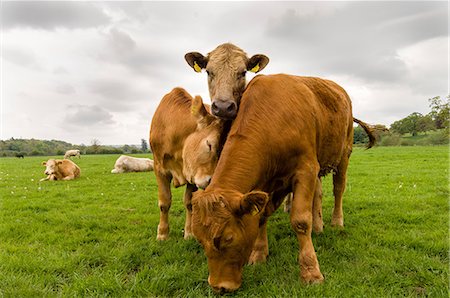 simsearch:614-08990157,k - Three cows standing in a field, County Kilkenny, Ireland Foto de stock - Royalty Free Premium, Número: 614-08990680