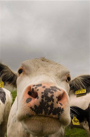 simsearch:614-06625263,k - Close-up of a cow, County Wexford, Ireland Stock Photo - Premium Royalty-Free, Code: 614-08990681
