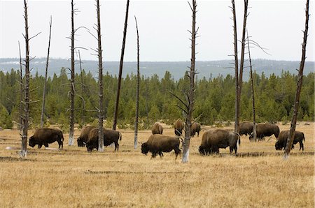 Bison herd, Yellowstone National Park, Wyoming, USA Foto de stock - Sin royalties Premium, Código: 614-09017856