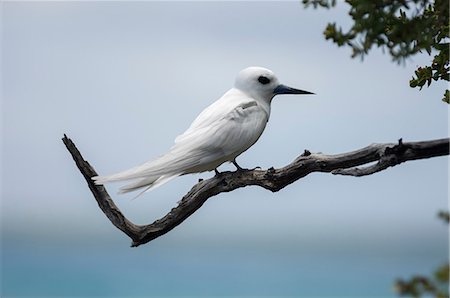 White tern perched on tree branch, Tikehau, Bird Island, Tuamotu Archipelago, French Polynesia Photographie de stock - Premium Libres de Droits, Code: 614-09017874