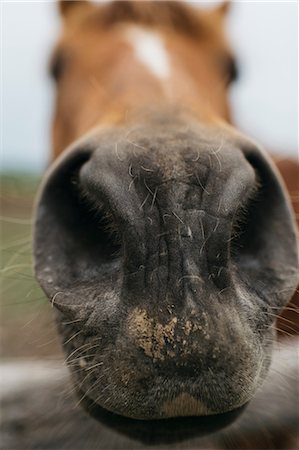 Close up portrait of horse's muzzle and nostrils Foto de stock - Sin royalties Premium, Código: 614-09017936