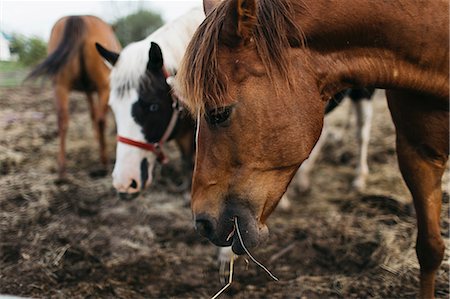 simsearch:649-08900813,k - Cropped shot of horses in paddock eating hay Stock Photo - Premium Royalty-Free, Code: 614-09017937