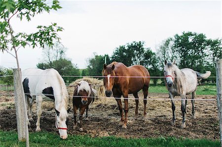 Three horses and a palomino pony looking from paddock fence Stock Photo - Premium Royalty-Free, Code: 614-09017939