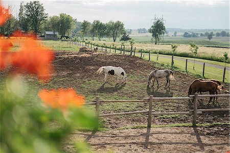 simsearch:649-08900813,k - Four horses grazing in paddock Stock Photo - Premium Royalty-Free, Code: 614-09017940