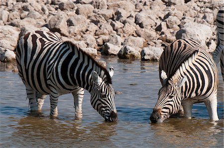 simsearch:649-09016820,k - Burchell's zebra (Equus burchellii), Etosha National Park, Namibia Foto de stock - Royalty Free Premium, Número: 614-09017964