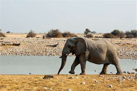 simsearch:649-09016820,k - African Elephant (Loxodonta africana), Etosha National Park, Namibia Foto de stock - Royalty Free Premium, Número: 614-09017966