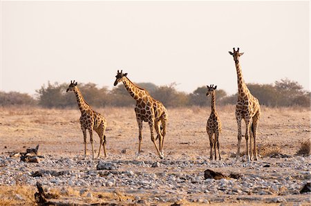 simsearch:649-09016820,k - Giraffe (Giraffa camelopardalis), Etosha National Park, Namibia Foto de stock - Royalty Free Premium, Número: 614-09017967