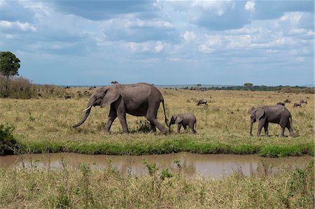 simsearch:614-09212493,k - African Elephant and cubs (Loxodonta africana), Maasai Mara National Reserve, Rift Valley, Kenya, Africa Fotografie stock - Premium Royalty-Free, Codice: 614-09026544