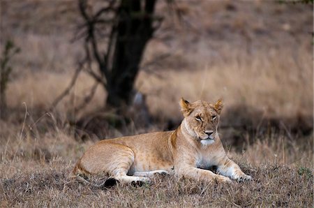 simsearch:614-09110735,k - Lioness (Panthera leo), resting, Maasai Mara National Reserve, Rift Valley, Kenya, Africa Foto de stock - Sin royalties Premium, Código: 614-09026545