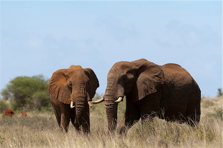 simsearch:614-09026588,k - Elephants (Loxodonta africana), Lualenyi Game Reserve, Tsavo, Kenya Fotografie stock - Premium Royalty-Free, Codice: 614-09026554