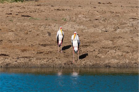 simsearch:614-09026588,k - Yellow-billed Stork (Mycteria ibis), Lualenyi Game Reserve, Tsavo, Kenya Fotografie stock - Premium Royalty-Free, Codice: 614-09026555