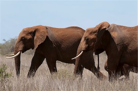 simsearch:614-09026588,k - Elephants (Loxodonta africana), Lualenyi Game Reserve, Tsavo, Kenya Fotografie stock - Premium Royalty-Free, Codice: 614-09026557