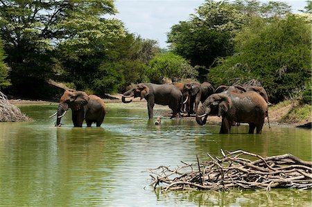 simsearch:614-09026588,k - Elephants (Loxodonta africana) drinking, Lualenyi Game Reserve, Tsavo, Kenya Fotografie stock - Premium Royalty-Free, Codice: 614-09026559