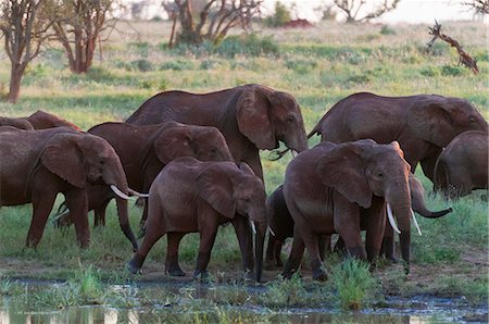 dry swamps - Elephants (Loxodonta africana), Lualenyi Game Reserve, Tsavo, Kenya Stock Photo - Premium Royalty-Free, Code: 614-09026551
