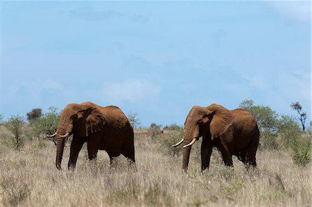 simsearch:614-09026588,k - Elephants (Loxodonta africana), Lualenyi Game Reserve, Tsavo, Kenya Fotografie stock - Premium Royalty-Free, Codice: 614-09026553