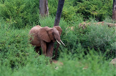 simsearch:614-09026588,k - Elephants (Loxodonta africana), Tsavo East National Park, Kenya Fotografie stock - Premium Royalty-Free, Codice: 614-09026564