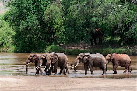 five animals - Elephants (Loxodonta africana), Tsavo East National Park, Kenya Stock Photo - Premium Royalty-Free, Code: 614-09026565