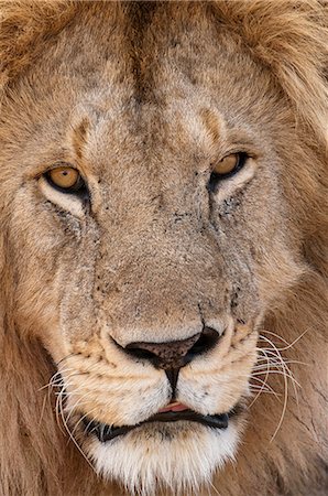 simsearch:614-09026588,k - Lion (Panthera leo), Masai Mara, Kenya Fotografie stock - Premium Royalty-Free, Codice: 614-09026566