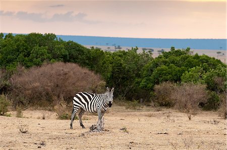 simsearch:614-09026588,k - Zebra (Equus quagga), Masai Mara, Kenya Fotografie stock - Premium Royalty-Free, Codice: 614-09026568