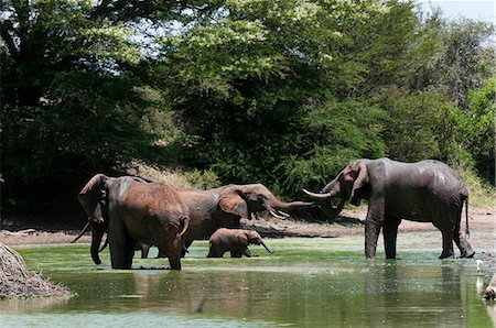 simsearch:614-09026588,k - Elephants (Loxodonta africana) drinking, Lualenyi Game Reserve, Tsavo, Kenya Fotografie stock - Premium Royalty-Free, Codice: 614-09026560