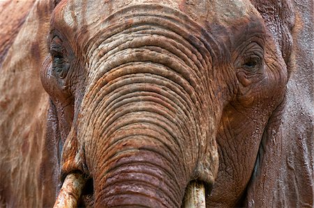 simsearch:614-09026588,k - Elephants (Loxodonta africana), Tsavo East National Park, Kenya Fotografie stock - Premium Royalty-Free, Codice: 614-09026562