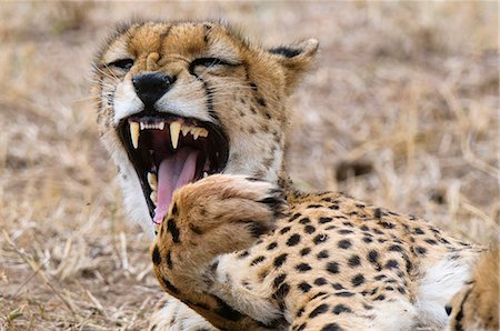 simsearch:614-09026588,k - Cheetah cub (Acinonyx jubatus), Masai Mara, Kenya Fotografie stock - Premium Royalty-Free, Codice: 614-09026574