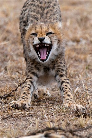 simsearch:878-07442577,k - Cheetah cub (Acinonyx jubatus), Masai Mara, Kenya Photographie de stock - Premium Libres de Droits, Code: 614-09026575