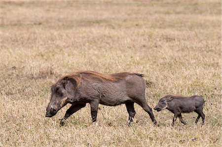 simsearch:614-09026588,k - Warthog (Phacochoerus aethiopicus) and piglet, Masai Mara, Kenya Fotografie stock - Premium Royalty-Free, Codice: 614-09026571
