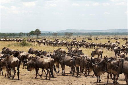 simsearch:614-09026588,k - Wildebeest (Connochaetes taurinus), Masai Mara, Kenya Fotografie stock - Premium Royalty-Free, Codice: 614-09026585