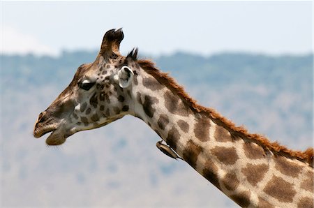 simsearch:614-09026588,k - Masai Giraffe (Giraffa camelopardalis), Masai Mara, Kenya Fotografie stock - Premium Royalty-Free, Codice: 614-09026588