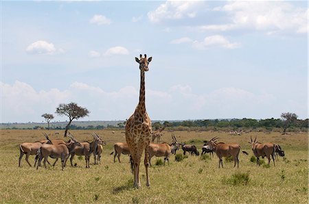 simsearch:614-09026588,k - Masai Giraffe (Giraffa camelopardalis) and gazelles, Masai Mara, Kenya Fotografie stock - Premium Royalty-Free, Codice: 614-09026589