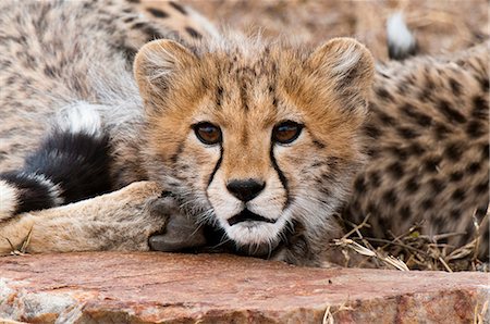 simsearch:614-09026588,k - Cheetah cub (Acinonyx jubatus), Masai Mara, Kenya Fotografie stock - Premium Royalty-Free, Codice: 614-09026581