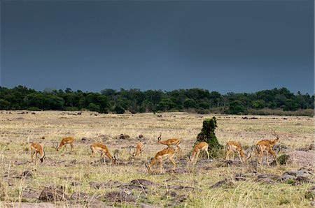 simsearch:614-09026588,k - Impalas (Aepyceros melampus), Masai Mara, Kenya Fotografie stock - Premium Royalty-Free, Codice: 614-09026582