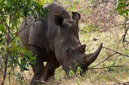 simsearch:614-09026588,k - White Rhinoceros (Cerototherium simium), Masai Mara, Kenya Fotografie stock - Premium Royalty-Free, Codice: 614-09026583
