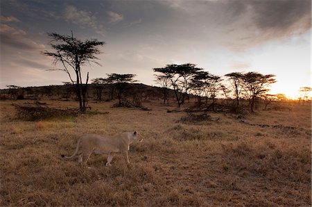 simsearch:614-09026588,k - Lioness (Panthera leo), Masai Mara, Kenya Fotografie stock - Premium Royalty-Free, Codice: 614-09026594