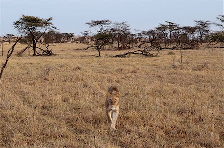 simsearch:614-09026588,k - Lioness (Panthera leo), Masai Mara, Kenya Fotografie stock - Premium Royalty-Free, Codice: 614-09026595