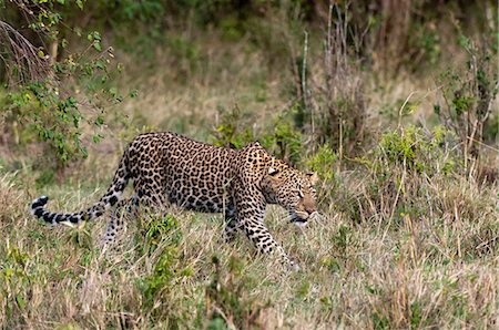 simsearch:614-09026588,k - Leopard (Panthera pardus), Masai Mara, Kenya Fotografie stock - Premium Royalty-Free, Codice: 614-09026590